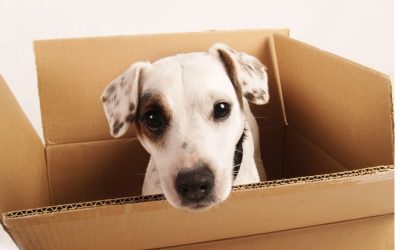 Moving Day Tips for Pet Parents