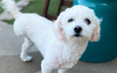 Help! My Older Rescue Dog Isn’t Potty Trained