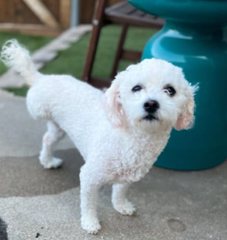 Help! My Older Rescue Dog Isn’t Potty Trained