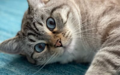 Adorable gray cat with blue eyes lying on a blue rug.