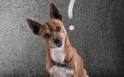 Why Does My Dog Scoot Her Rear on My Carpet?