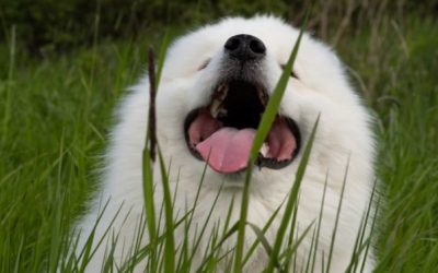 Why does my dog eat grass?