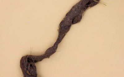 10 Interesting Hairball Facts