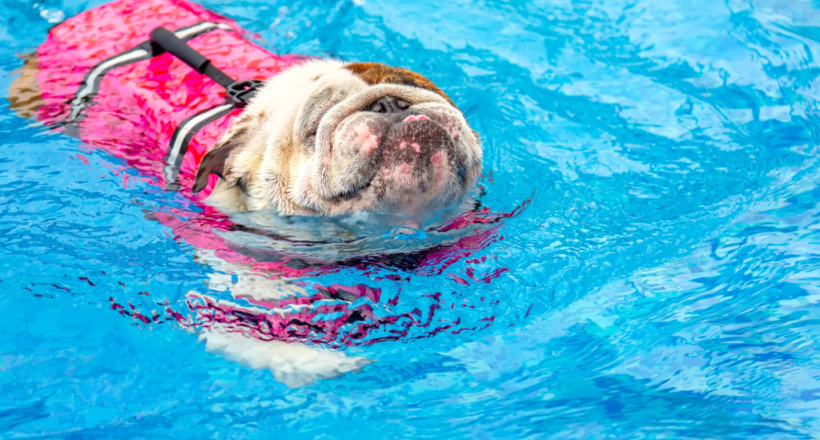 dog swimming life jacket