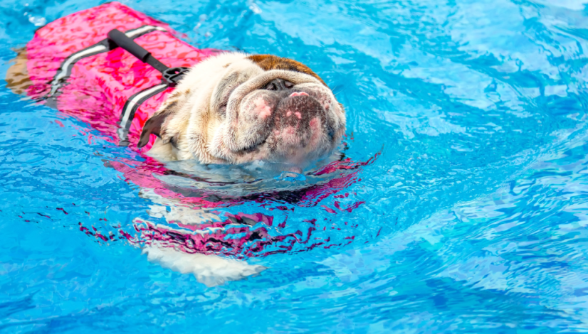 dog swimming life jacket