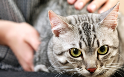 8 Tips for Turning Your Cat into A Lap Cat