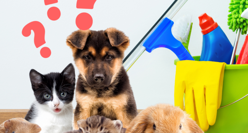various pets with a bucket of cleaning supplies