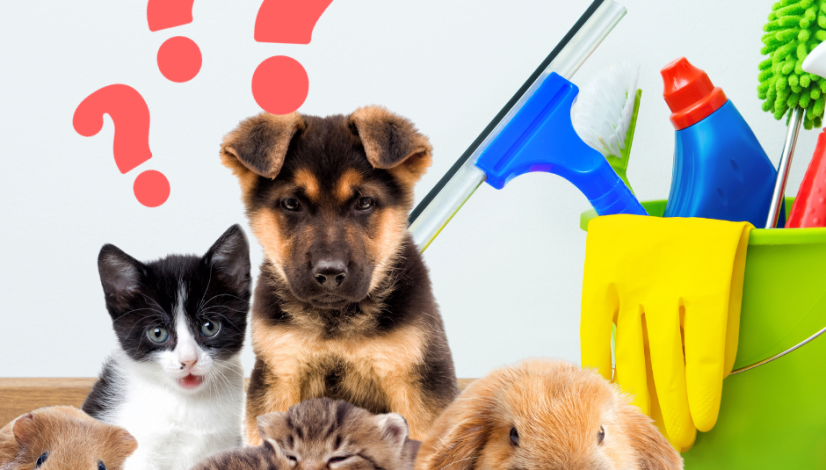 various pets with a bucket of cleaning supplies