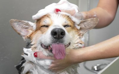 11 Things Your Pup Needs