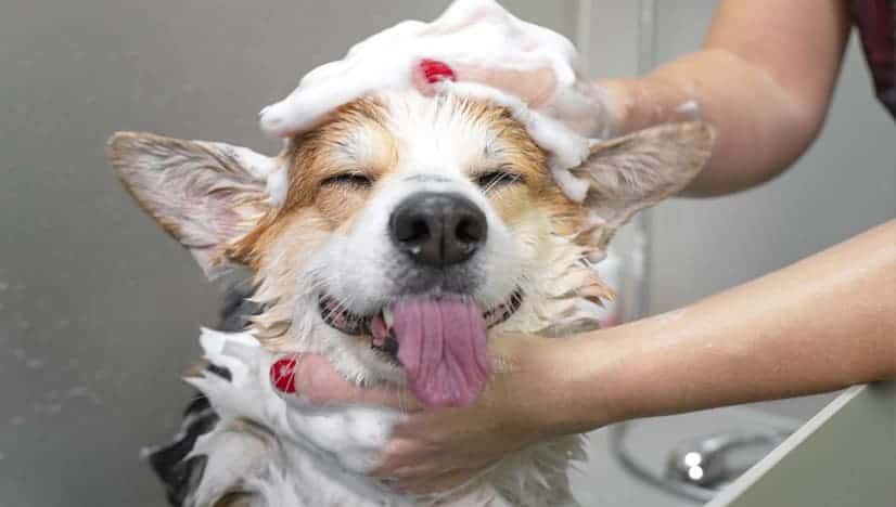 11 Things Your Pup Needs