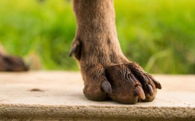 What Pet Parents Need to Know About Dog Dewclaws