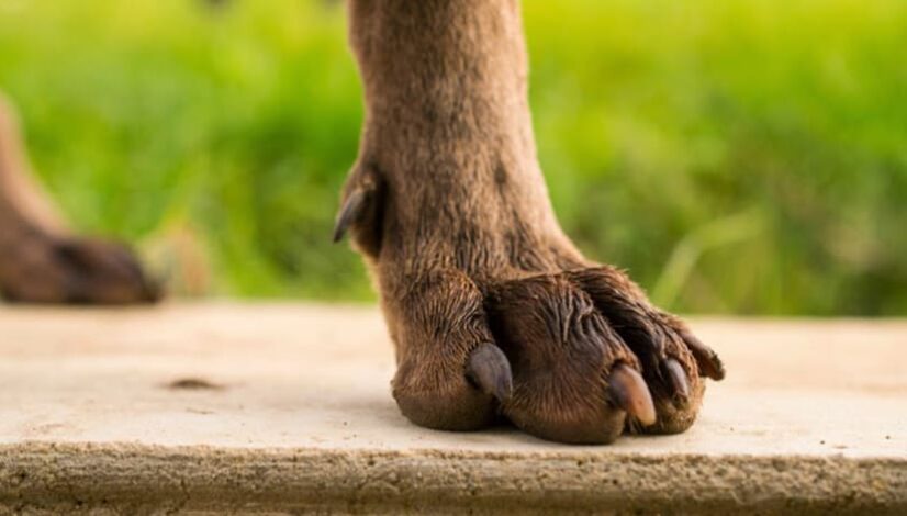 Pet Parents Need to Know About Dog Dewclaws
