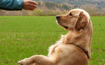 7 Things to Teach Your Dog That Will Make Your Life Easier