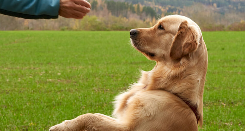 Things to Teach Your Dog That Will Make Your Life Easier