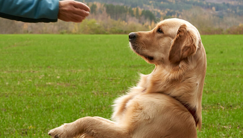 Things to Teach Your Dog That Will Make Your Life Easier