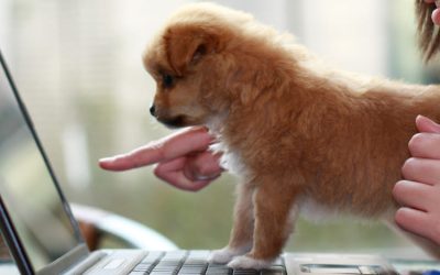 Tips For Working From Home With A Dog