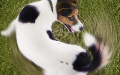 15 Goofy Things Dogs Do And Why