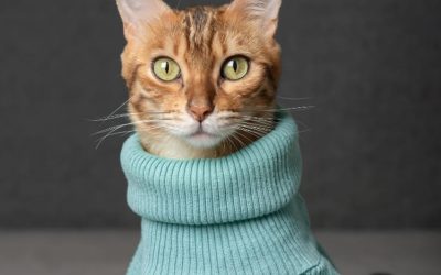 Cat wearing a cozy blue sweater to stay warm during winter.