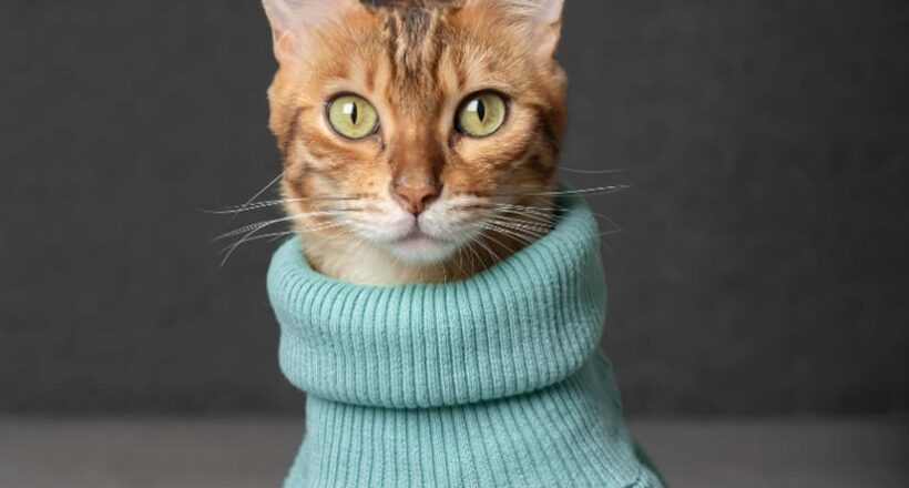 How To Keep My Cat Warm During The Winter