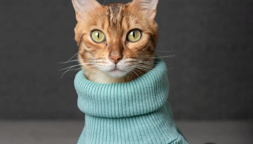 How To Keep My Cat Warm During The Winter