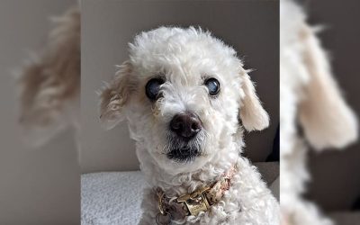 10 Training Tips for Walking a Blind Dog