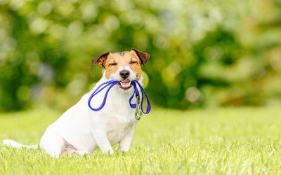 Dog with blue rope toy in a lush green outdoor setting.