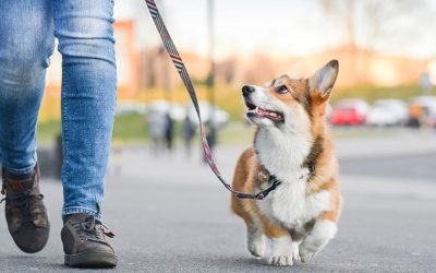 Unlocking the Advantages of Professional Dog Sitters for Pet Care