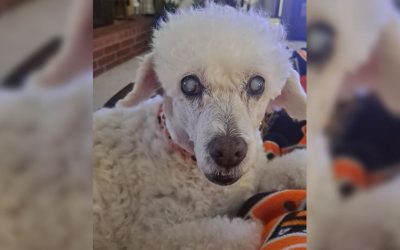 How to Communicate with a Blind and Deaf Dog