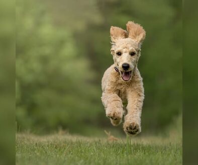 Elusive Canine Escapes - Unraveling the Mystery of Dogs Running Away