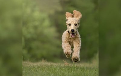 Playful dog running outdoors, illustrating why dogs may run away.