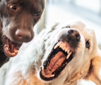 Why Dog Daycare Could Be A Bad Idea
