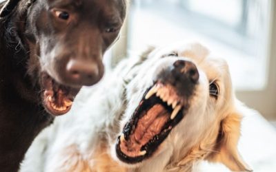Two dogs fighting aggressively indoors, showing tension and conflict.