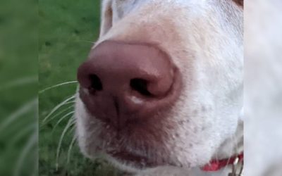 Close-up of a dog's nose and whiskers.