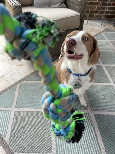 Dog playing with a colorful rope toy indoors, ready for cleaning.