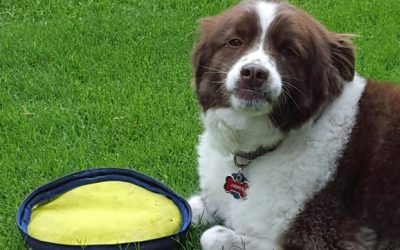 How to Clean Your Dog’s Toys