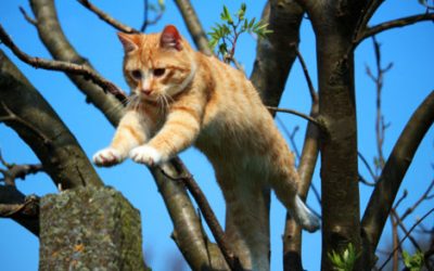 Why Do We Say Cats Have Nine Lives?