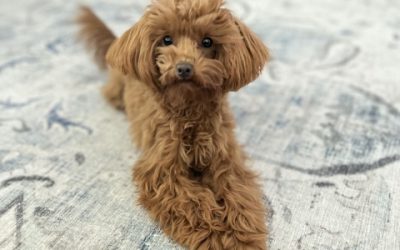 Preparing for a Pet Sitter Visit