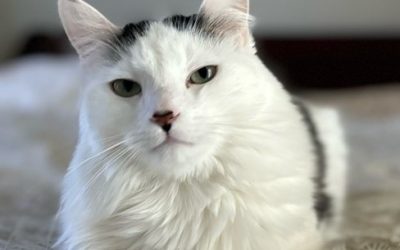 What to Expect at a Pet Sitting Visit