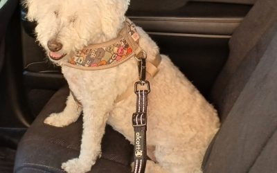 It’s National Seat Belt Day!
