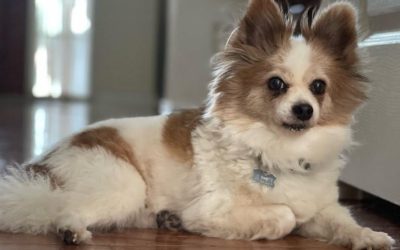 Top 10 Things That Scare Dogs the Most