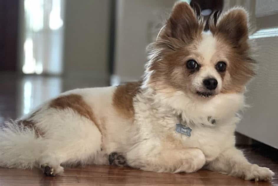 Top 10 Things That Scare Dogs the Most