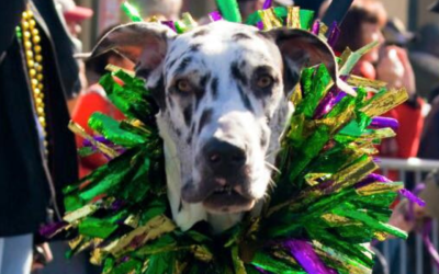 Dog dressed for Krewe of Barkus parade with colorful decorations.