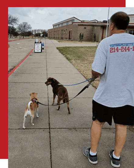 Dog walker Walking two dogs in McKinney during dog walking visit