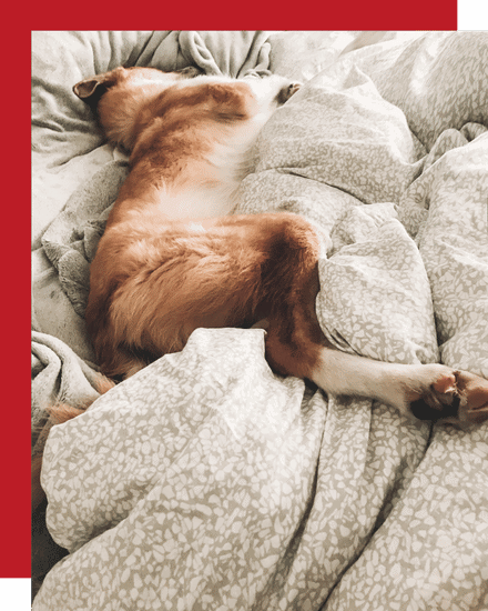 McKinney and Melissa’s Best Extended Care Pet Sitting dog during overnight pet sitting