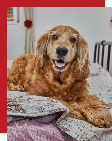 McKinney and Melissa’s Best Extended Care Pet Sitting elderly dog during overnight pet sitting