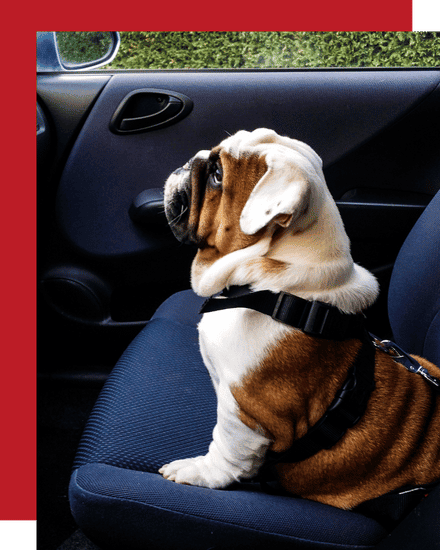 McKinney and Melissa’s Best House Sitting Services pet taxi dog