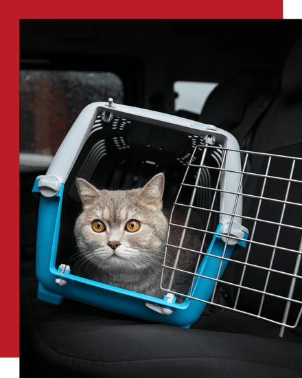 McKinney and Melissa’s Best Pet Taxi Cat Services