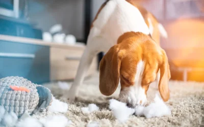 How to Stop a Dog From Chewing Everything