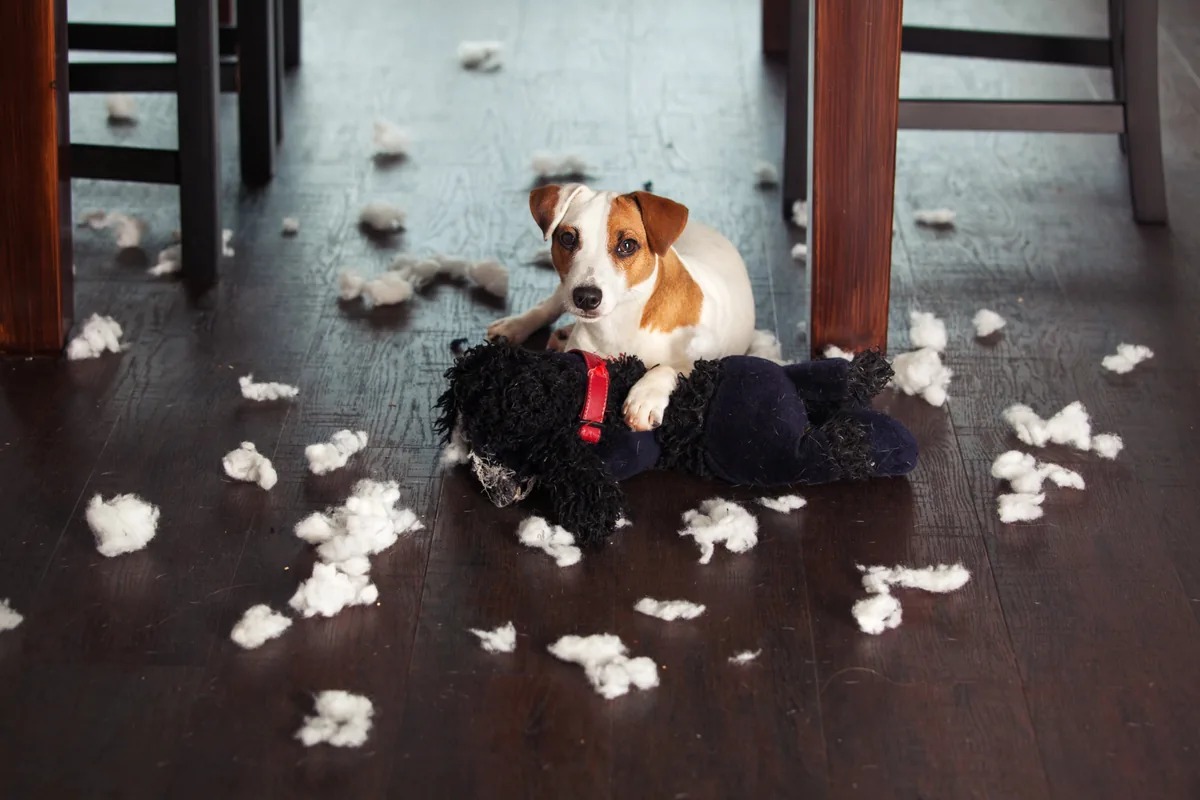 Jack Russell terrier lying on a wood floor beside a torn stuffed toy with stuffing scattered around it