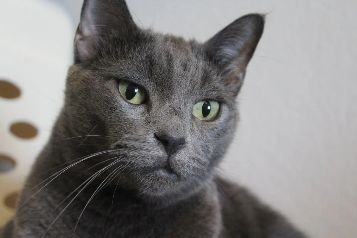 Gray cat with green eyes looking off to the side